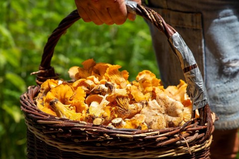 Mushroom picker with a basket full of chanterelles, seen in the Palatinate Forest near Ramberg