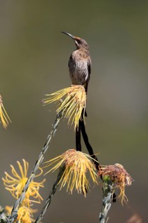 Cape Honeybird (Promerops cafer), adult, male, on flower, Protea, vigilant, Kirstenbosch Botanical
