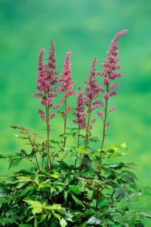 Astilbe, flowering, blossom, Elllerstadt, Germany, Europe