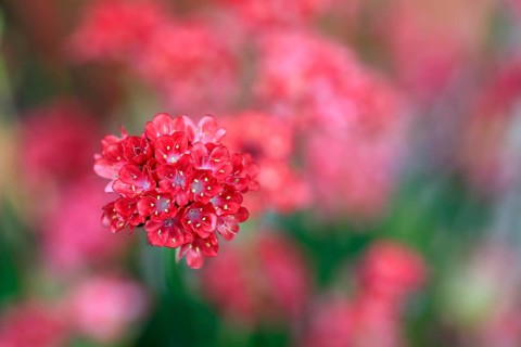 Lady's cushion (Armeria), flowering, flower, Ellerstadt, Germany, Europe
