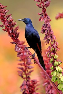 Red-winged starling (Onychognathus morio), adult, male, foraging, on honeybush (Melianthus major),