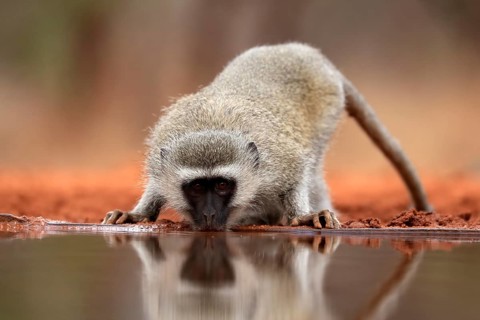 Vervet Monkey (Chlorocebus pygerythrus), adult, drinking, at the water, Kruger National Park,
