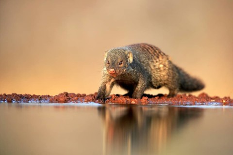 Zebra mongoose (Mungos mungo), adult, at the water, Kruger National Park, Kruger National Park,