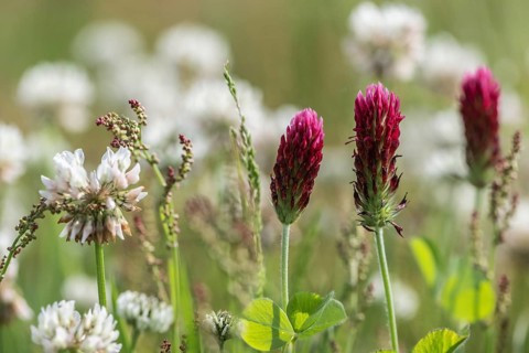 Incarnate clover (Trifolium incarnatum) and white clover (Trifolium repens), Emsland, Lower Saxony,