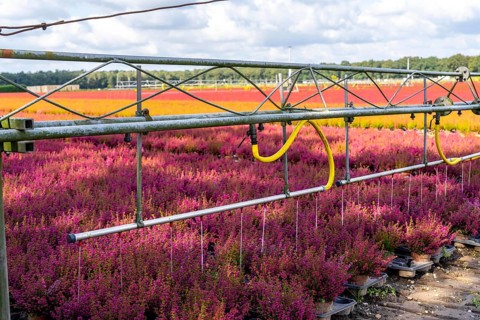 Automatic irrigation on an outdoor area of a horticultural business, autumn plants, heather plants,