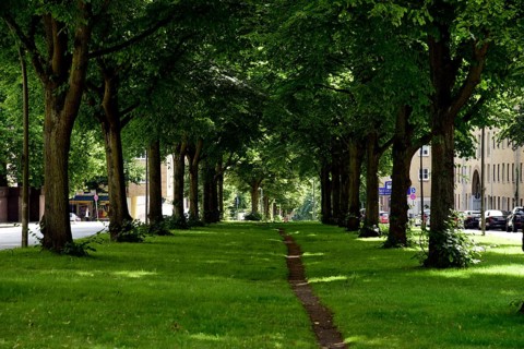 Europe, Germany, Hanseatic City of Hamburg, Altona district, Palmaille, footpath between the trees,