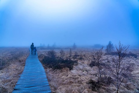 The High Fens nature park Park, in the German-Belgian border region near Eupen, winter, fog, wooden