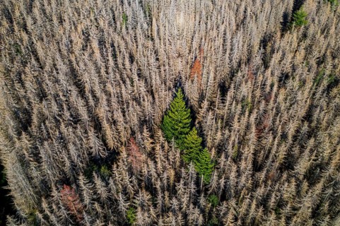 Sauerland, forest dieback, dead spruce trees, caused by the bark beetle, high temperatures, lack of