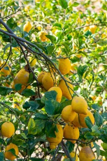 Lemon tree, Majorca, Spain, Europe