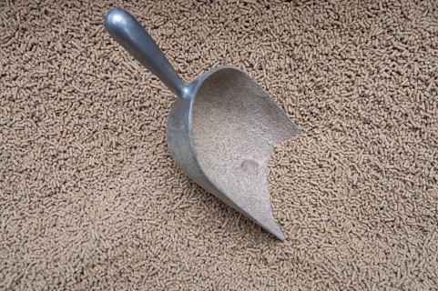 Shovel in concentrated feed in a cowshed, North Rhine-Westphalia, Germany, Europe