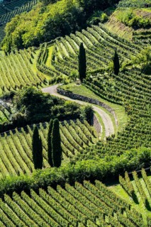 Landscape in the Adige Valley, in South Tyrol, above the village of Tramin, vineyards dominate the