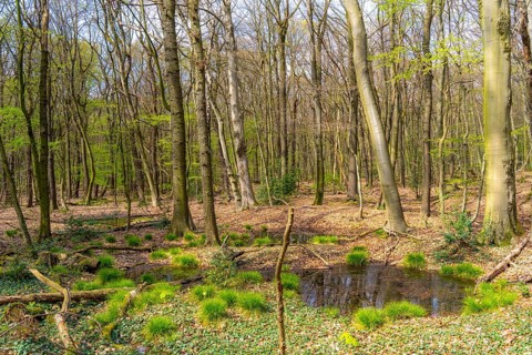 The Sterkrader Wald in Oberhausen, at the Oberhausen motorway junction, where the A2/A3A/A516 meet,