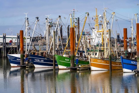 Fishing boats, shrimp boats in the harbour of Norddeich, Lower Saxony, Germany, Europe