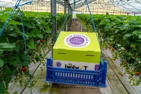 Hummmelkasten, with a bumblebee colony pollinating the plants, strawberry cultivation in the