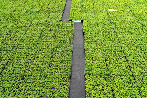 Horticultural business, greenhouse, flower pots, young plants, cape daisies, osteospermum, growing