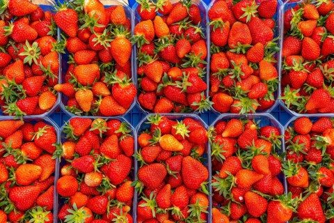 Harvest of strawberries, strawberry cultivation in the open, under a foil tunnel, young strawberry