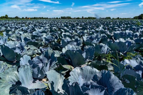 Vegetable cultivation, field with red cabbage, red cabbage, near Krefeld, North Rhine-Westphalia,