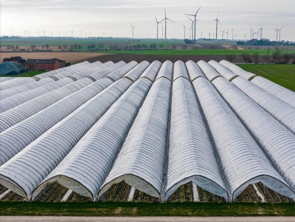 Open field strawberry cultivation in a foil greenhouse, young strawberry plants growing, near