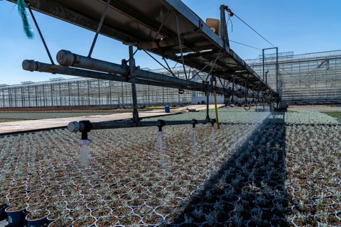 Horticultural business, irrigation with a sprinkler system, mobile on wheels in the open air,