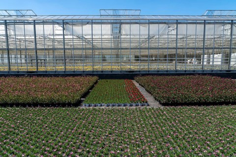 Horticultural business, greenhouse and open-air, various types of potted plants are grown here to