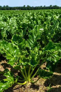 Agriculture, field, field with sugar beet, early growth stage, vigorous growth, near Issum, North