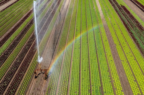 A field is artificially irrigated, water is sprayed onto the field via an irrigation system, field