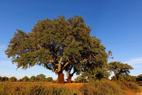 Landscape Spain, cork oak, Hides De Calera, Calera Y Chozas, Castilla La Mancha / Toledo, Spain,