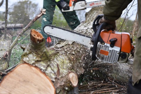 Worker cutting trees with a chainsaw, Germany, Europe