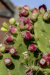 Cactus pear (Opuntia ficus-indica), Fuerteventura, Canary Island, Spain, Europe