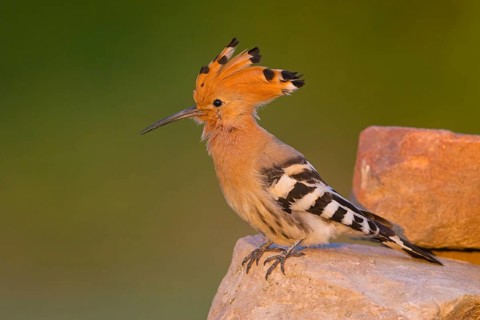 Hoopoe, (Upupa epops), on a perch, family Hoopoes, early raptors, Hides de El Taray / Lesser