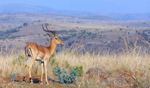Impala, black heeler antelope, (Aepyceros melampus), antelope, Ithala Game Reserve, Louwsburg,
