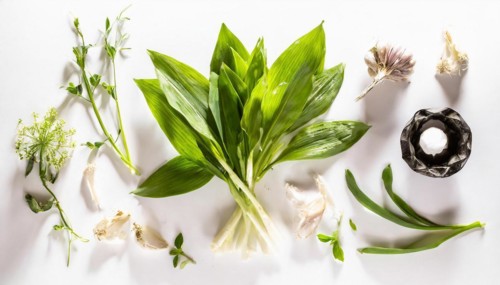 Various kitchen ingredients such as wild garlic and garlic scattered on a white background, wild
