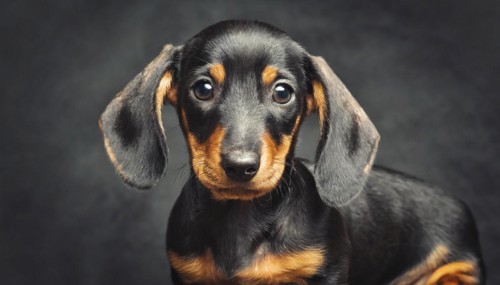 Pets, dog, portrait of his dachshund, kitten, puppy, AI-generated, AI generated