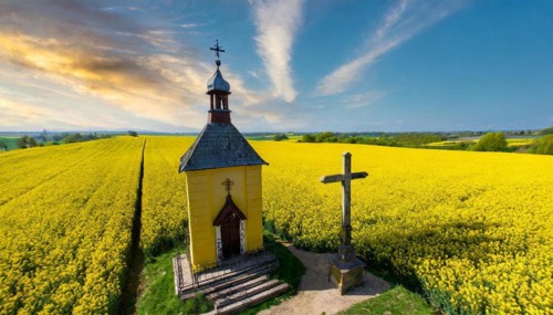 Agriculture, rape field, in full bloom, yellow, in it a small prayer chapel, aerial view, AI