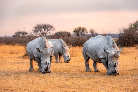 Southern white rhinoceros (Ceratotherium simum simum), three rhinos at sunset, Khama Rhino