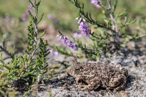 Natterjack toad (Epidalea calamita), Emsland, Lower Saxony, Germany, Europe