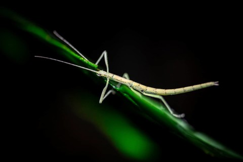 Stick insect (Phasmatodea) sitting on a leaf, at night in the tropical rainforest, Refugio Nacional