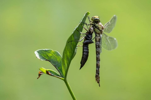 Southern Hawker (Aeshna cyanea) with exuviae, Emsland, Lower Saxony, Germany, Europe