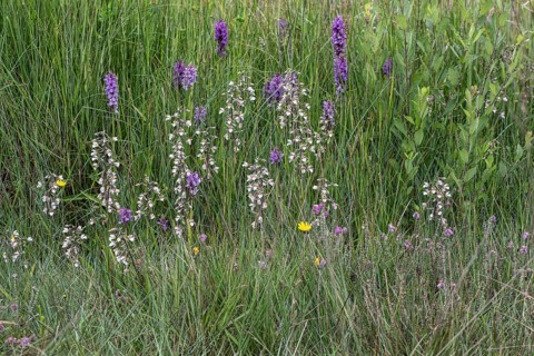 Marsh helleborine (Epipactis palustris) and Southern marsh orchid (Dactylorhiza praetermissa),