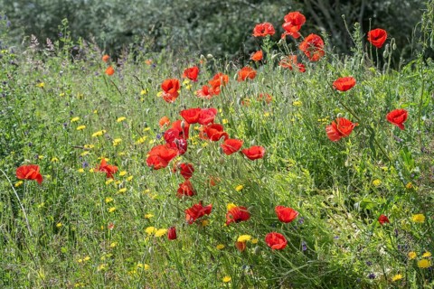 Poppy flower (Papaver Rhoeas) and cornflower (Centaurea cyanea), Mecklenburg-Vorpommern, Germany,