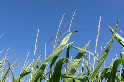 Symbolic image, renewable energies, maize plants, biogas plant, feed maize, detail, immature,