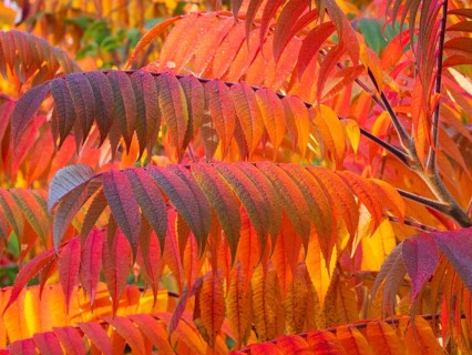 Stag's horn sumach (Rhus typhina), leaves in autumn colour, Hessen, Germany, Europe