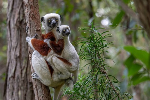 Coquerell Sifaka with juvenile (Propithecus coquerelli) in the forests of Ankarafantsika National