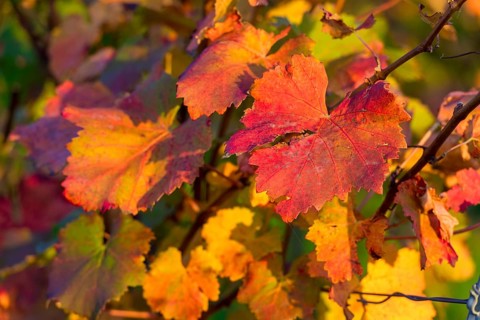 Colourful autumn leaves in bright shades of red and yellow on a vine in the sunlight,