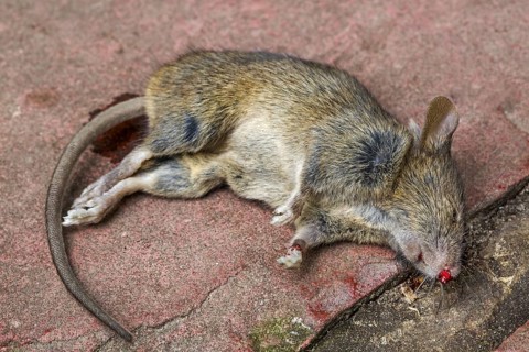 Close up of dead juvenile brown rat (Rattus norvegicus)