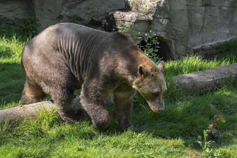 Captive bred Polar bear, brown bear hybrid also called grolar bear, pizzly bear, nanulak at