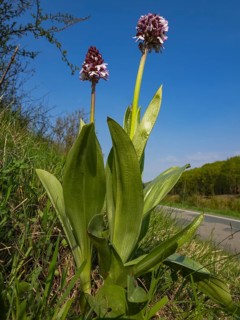 Lady Orchid (Orchis purpurea), two plants in flower, growing on the side of a country road, Hesse,