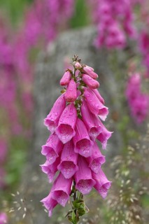 Common foxglove (Digitalis purpurea), flowers, from the plantain family, highly toxic, deadly
