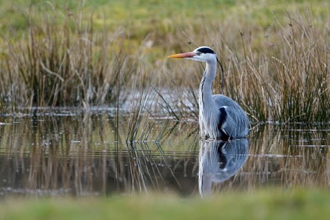 Grey heron (Ardea cinerea), hunting, in the water, Dingdener Heide nature reserve, North