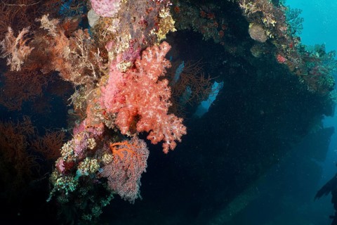 A shipwreck overgrown with colourful corals reveals the beauty of the underwater world, dive site